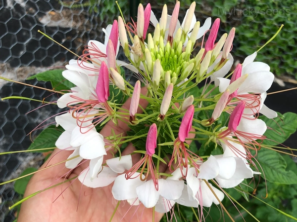 Cleome Seed - White, 100 Seeds