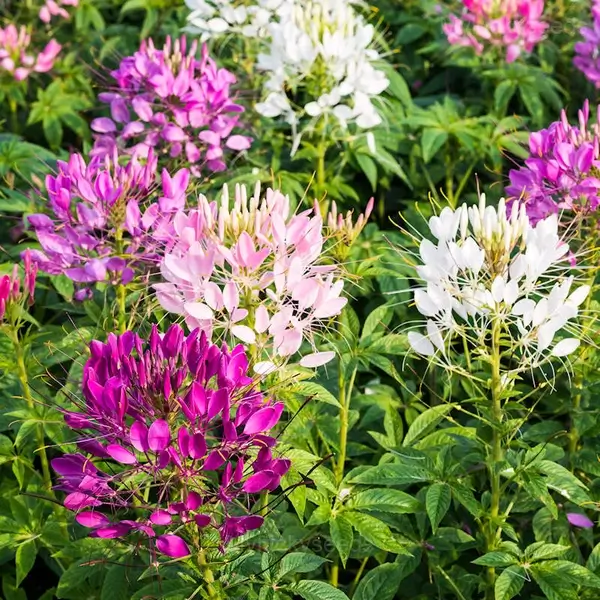 Cleome Seed