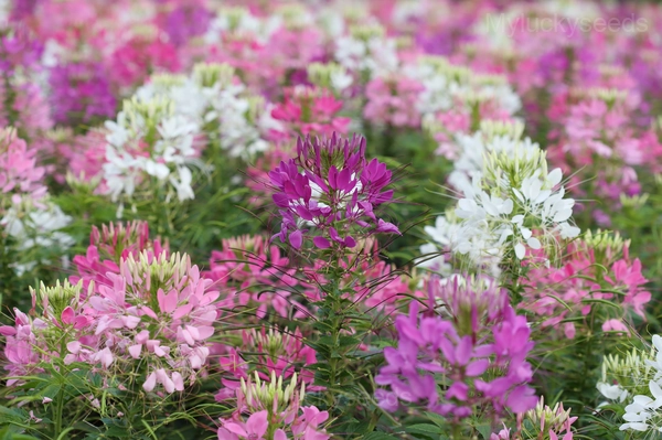 Cleome Seed - 🔥Mixed, 100 Seeds