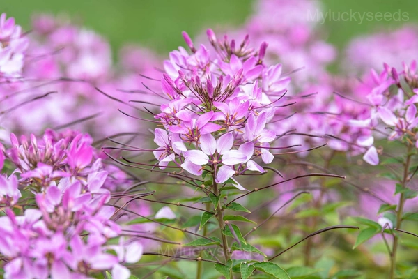 Cleome Seed - Pink, 300 Seeds