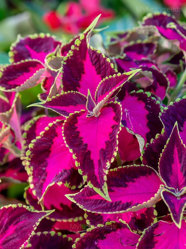 Coleus Seed