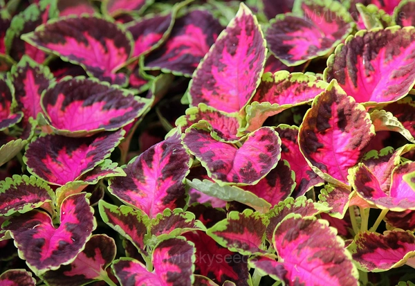 Coleus Seed - Pink, 🔥200 Seeds