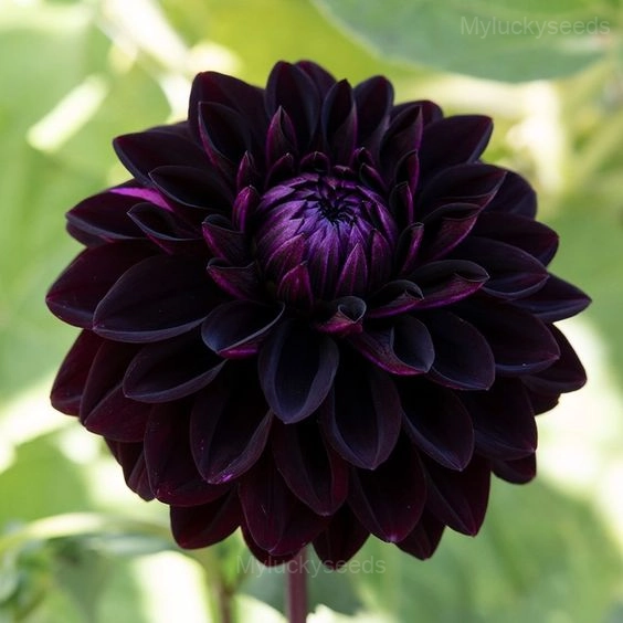Dahlia Seed