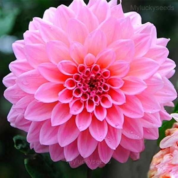 Dahlia Seed - Pink, 100 Seeds