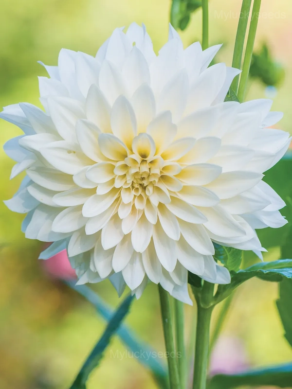 Dahlia Seed - White, 100 Seeds
