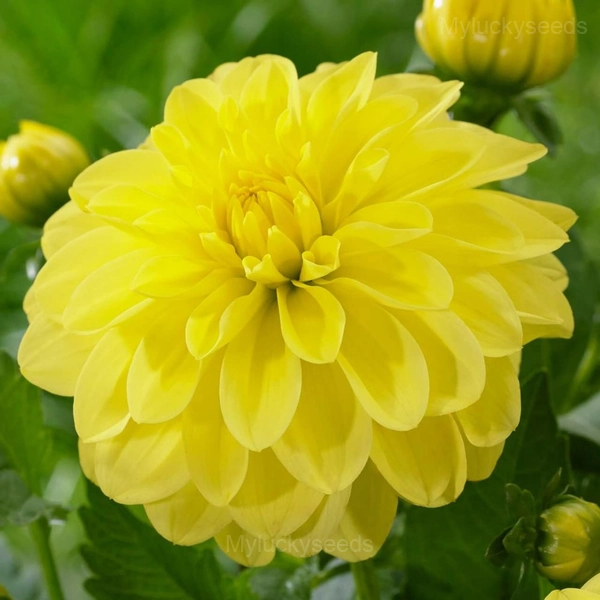Dahlia Seed - Yellow, 30 Seeds