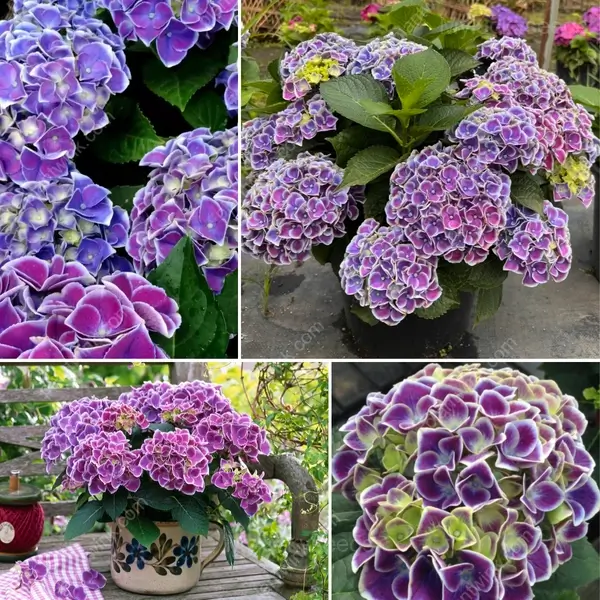 Hydrangea Tivoli Seed