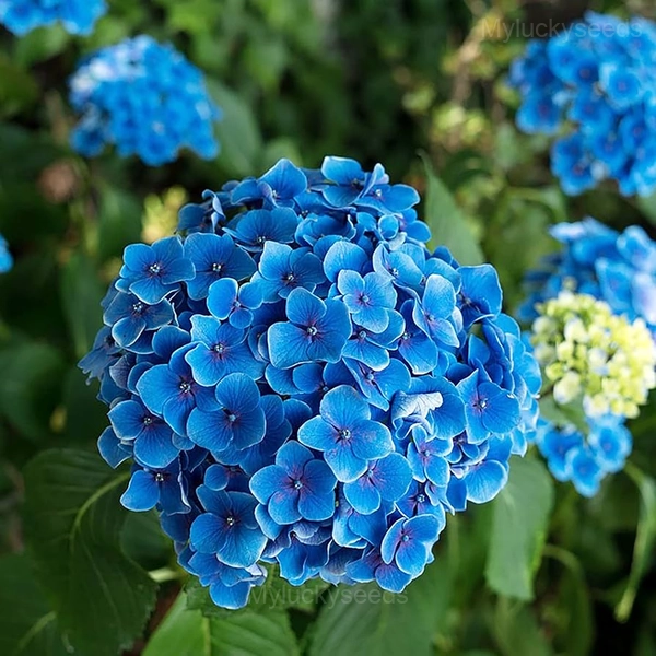 Hydrangea Tivoli Seed - Blue, 🔥100 Seeds