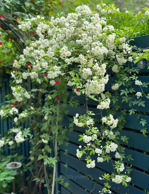 Rosa banksiae Seed - White, 50 Seeds