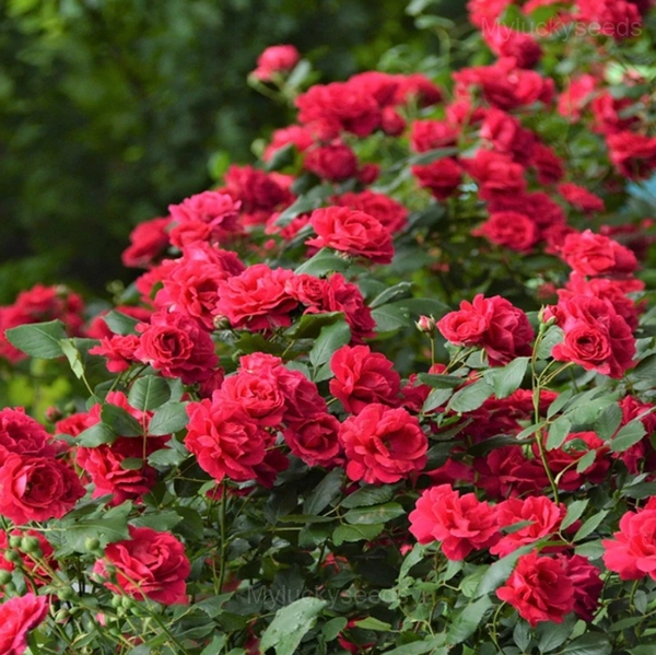 Rosa banksiae Seed - 🔥Red, 200 Seeds