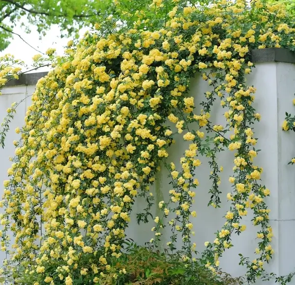 Rosa banksiae Seed