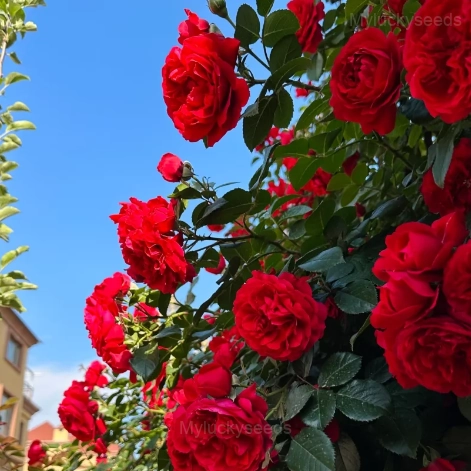 Climbing Rose Seed - Red, 🔥200 Seeds - Save 50%