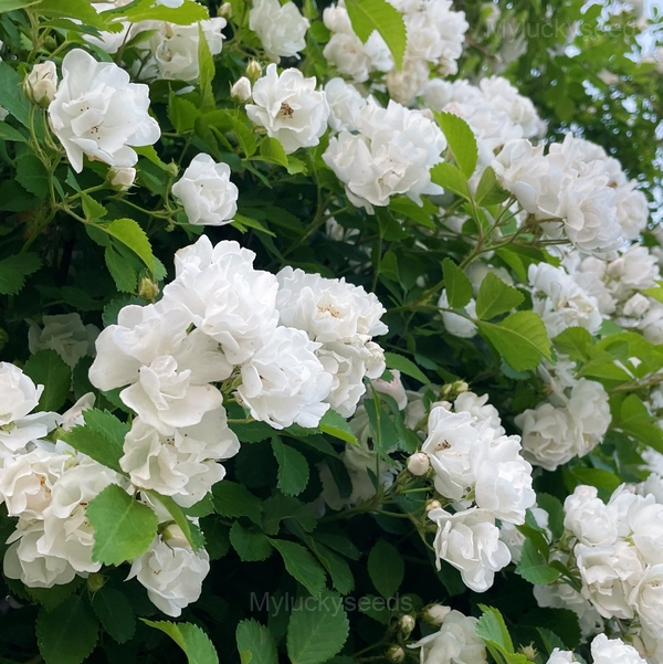 Climbing Rose Seed - White, 500 Seeds - Free Shipping