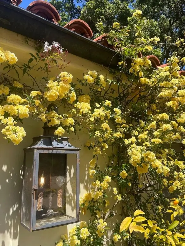 Climbing Rose Seed - Yellow, 500 Seeds - Free Shipping