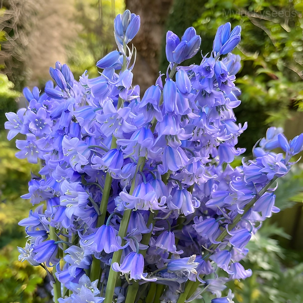 BLUEBELL Seed - 🔥Blue, 50 Seeds