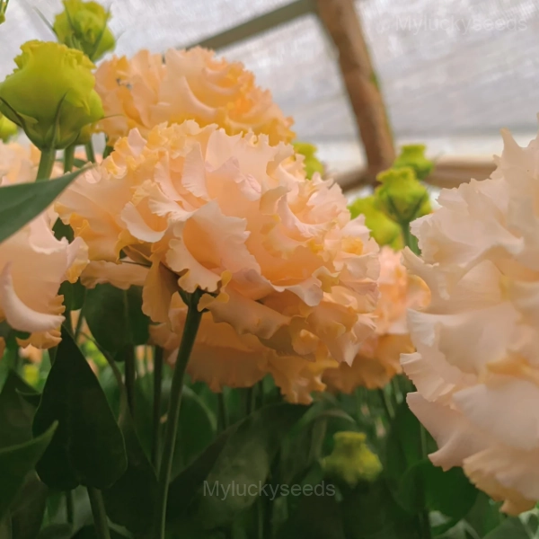 Lisianthus - Sincere Love - Yellow, 120 Seeds
