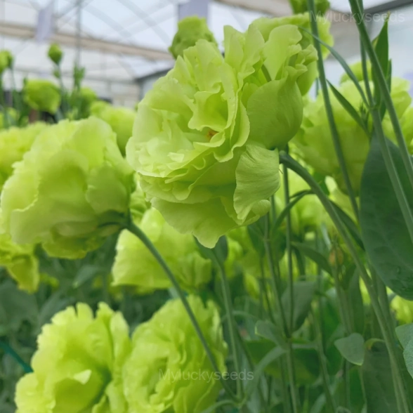 Lisianthus - Sincere Love - Green, 120 Seeds