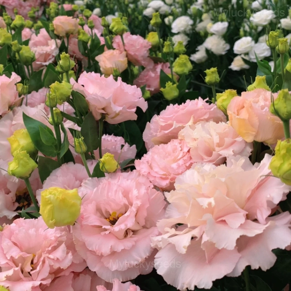 Lisianthus - Sincere Love - Mixed Colors, 60 Seeds