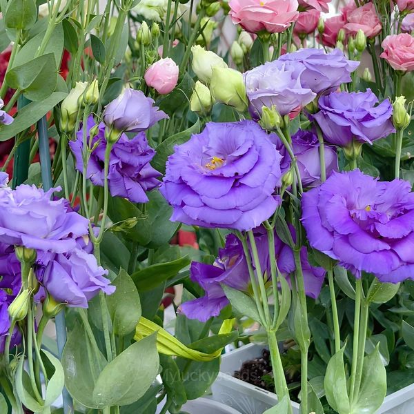 Lisianthus - Sincere Love - Purple, 250 Seeds