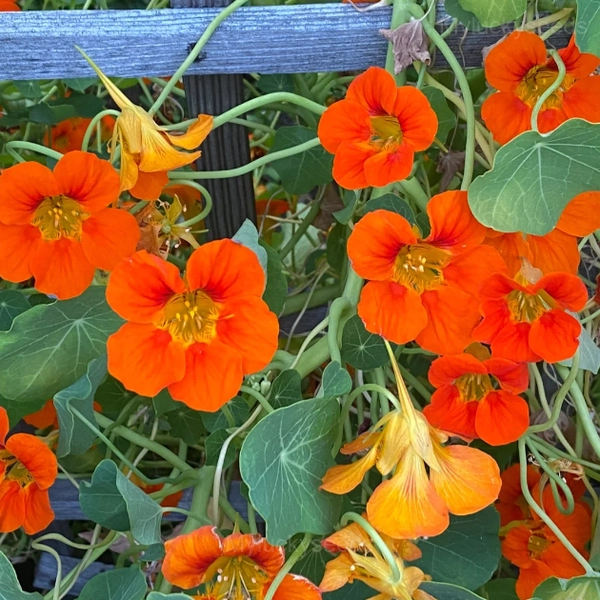 Mixed Color Nasturtium Seeds - Image 2