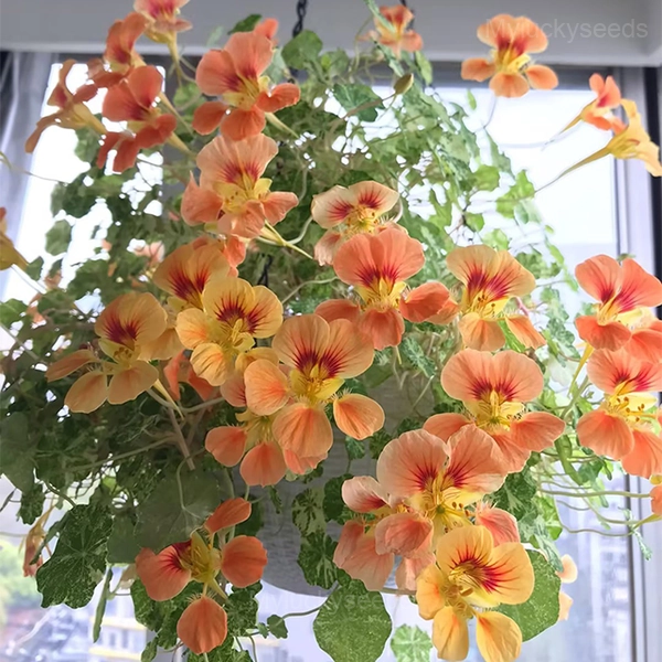 Mixed Color Nasturtium Seeds - Image 4