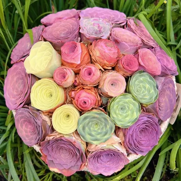 Mountain Rose - Perennial Ornamental Plants - Mixed Color, 🔥🔥1000 Seeds