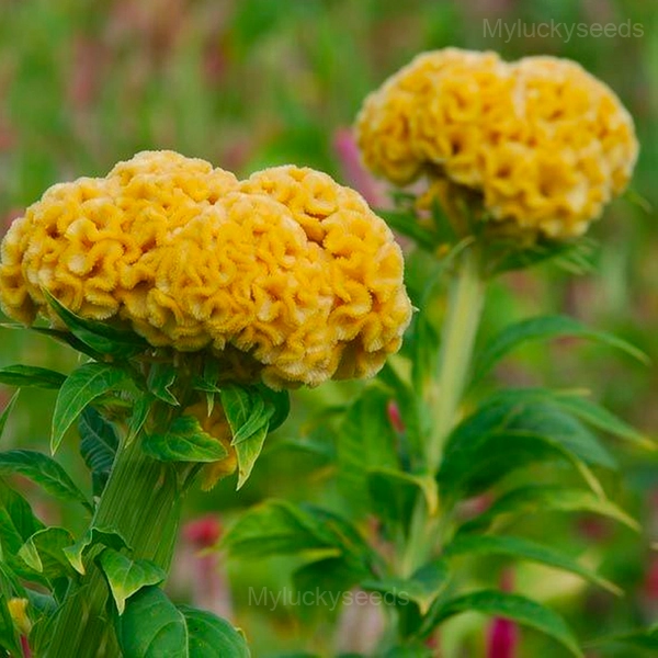 Cockscomb Celosia—Long-Lasting Beauty - Yellow, 50 Seeds