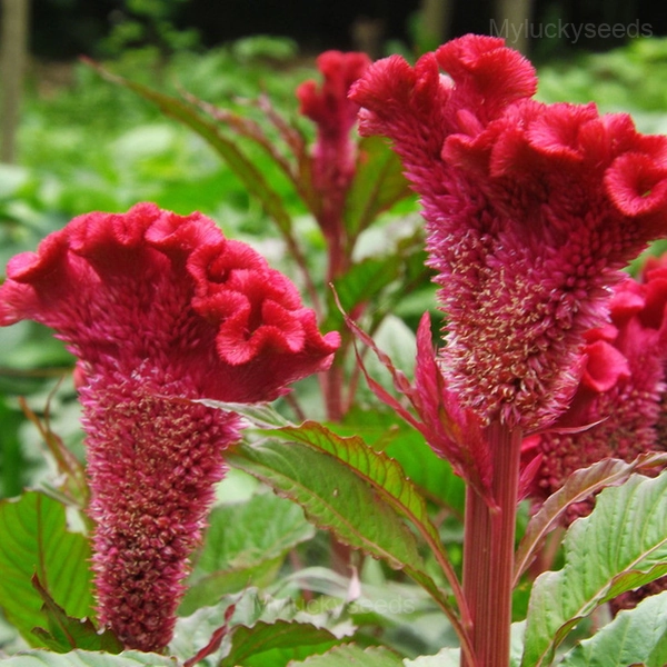 Cockscomb Celosia—Long-Lasting Beauty - Rose Red, 100 Seeds