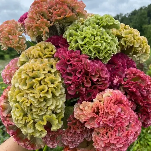 Cockscomb Celosia—Long-Lasting Beauty - Mixed, 100 Seeds