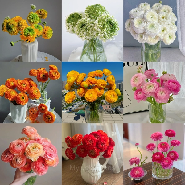 Ranunculus—Wealth And Good Fortune
