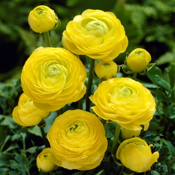 Ranunculus—Wealth And Good Fortune - Yellow, 100 Seeds