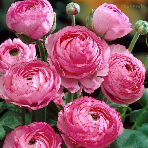 Ranunculus—Wealth And Good Fortune - Pink, 200 Seeds