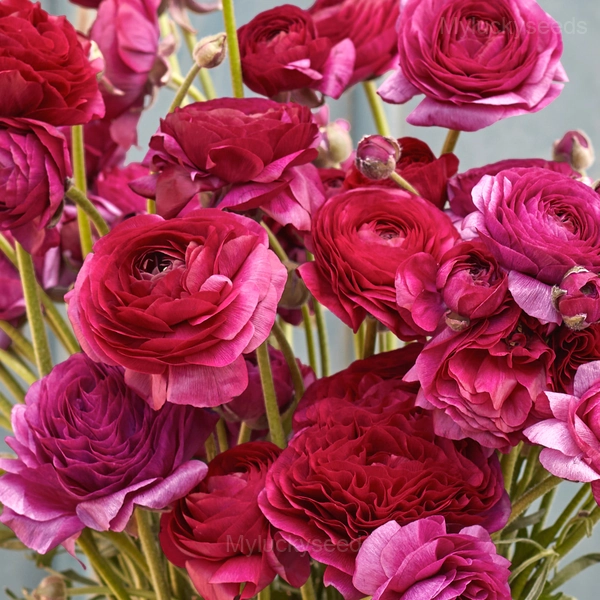 Ranunculus—Wealth And Good Fortune - Rose Red, 50 Seeds