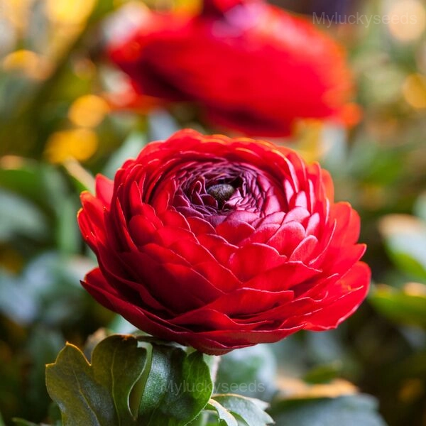 Ranunculus—Wealth And Good Fortune - Red, 20 Seeds