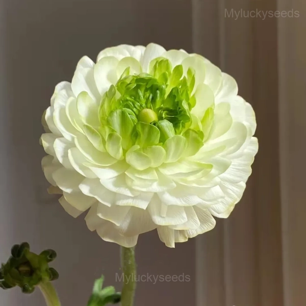 Ranunculus—Wealth And Good Fortune - White-Green, 20 Seeds