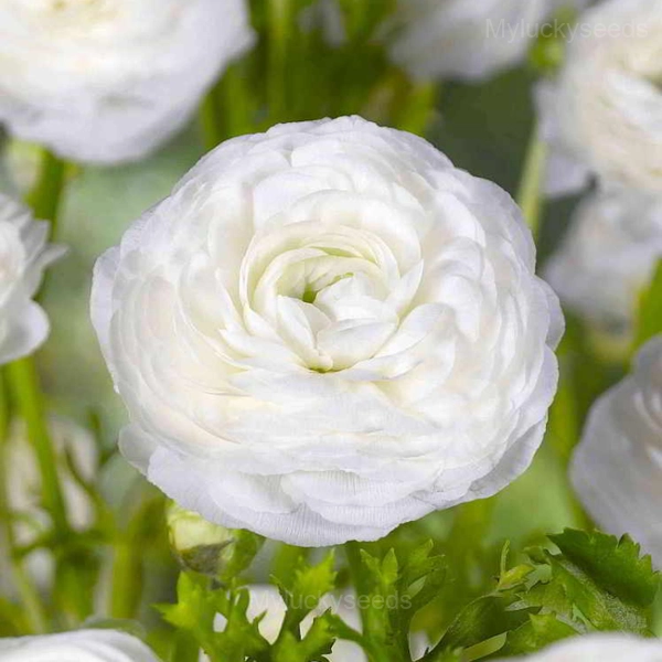 Ranunculus—Wealth And Good Fortune - White, 20 Seeds