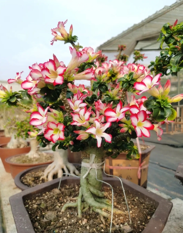 Rainbow Desert Rose Seeds—Steadfast Love - Red White, 20 Seeds