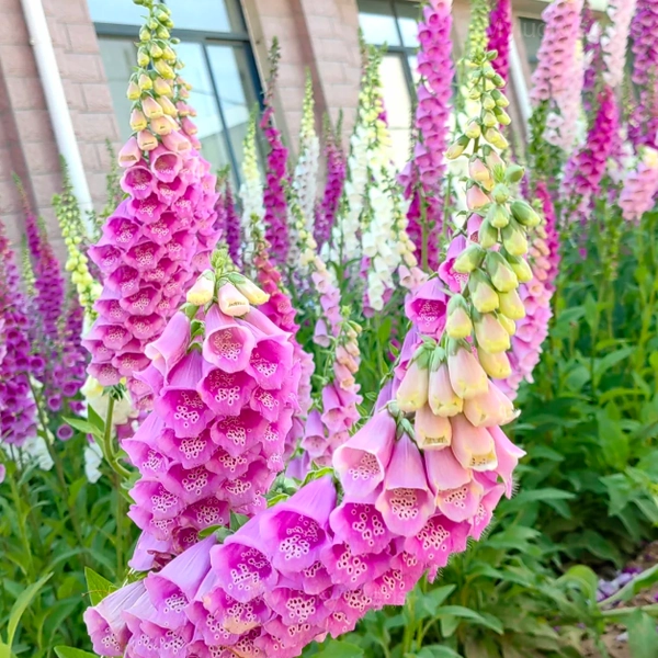 Double Foxglove Seeds - Pink, 500 Seeds