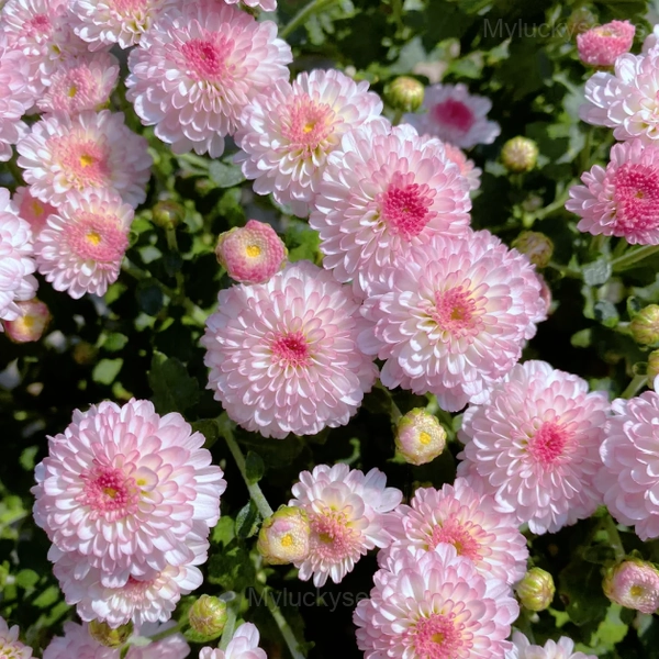 Colorful Candy Chrysanthemum Seeds - Image 9