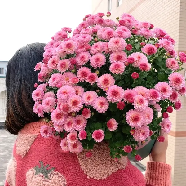 Colorful Candy Chrysanthemum Seeds - Image 10