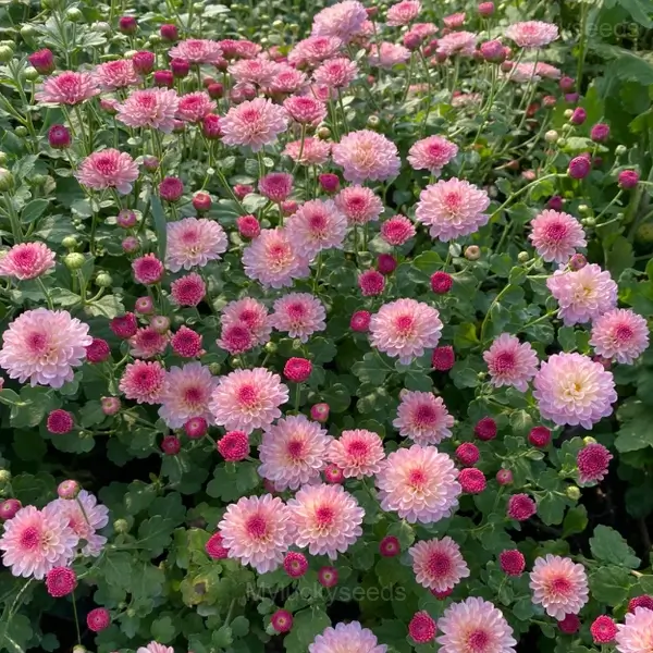 Colorful Candy Chrysanthemum Seeds - Image 13