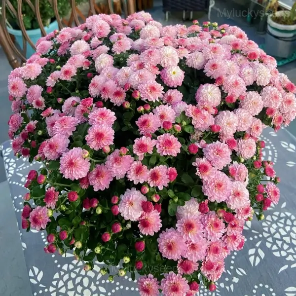 Colorful Candy Chrysanthemum Seeds - Image 14
