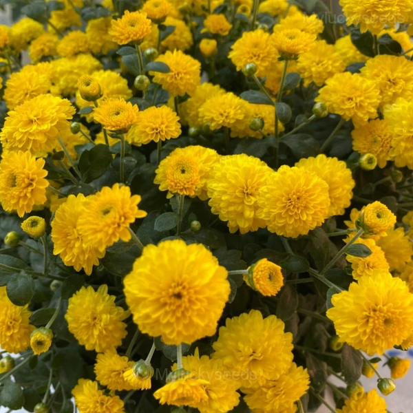 Colorful Candy Chrysanthemum Seeds - Yellow, 200 Seeds