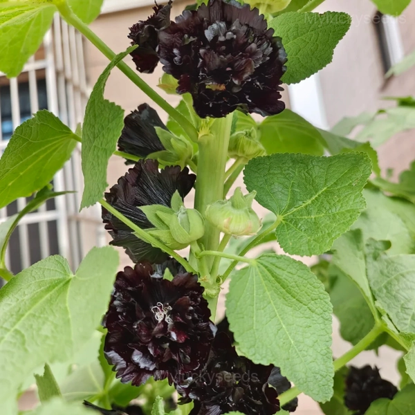 Double Hollyhock Seeds - Black, 200 Seeds
