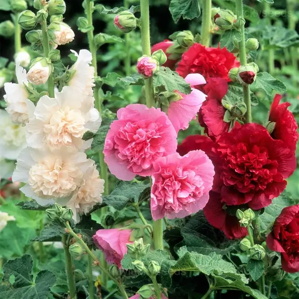 Double Hollyhock Seeds - Blue, 500 Seeds