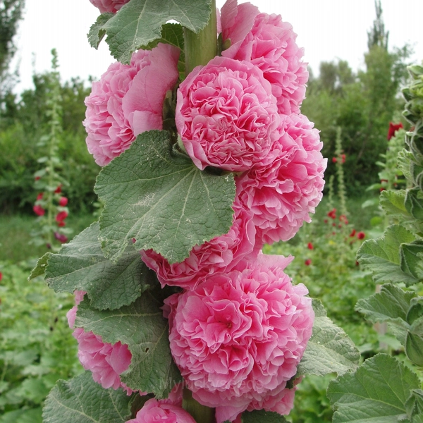 Double Hollyhock Seeds - Pink, 100 Seeds (30% Off)