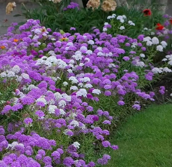 Mixed Color Sweet Alyssum Seeds - Image 4