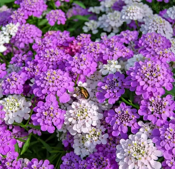 Mixed Color Sweet Alyssum Seeds - White, 100 Seeds