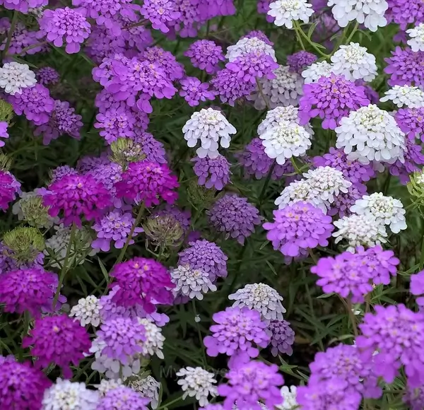 Mixed Color Sweet Alyssum Seeds - Image 8