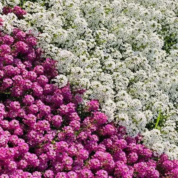 Mixed Color Sweet Alyssum Seeds - Image 2